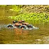 1:12 Sea Racer 2.4G 100% RTR | # 500404138 – Bild 5